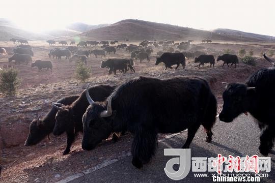 西藏每年存欄約420萬頭牦牛，牦牛產(chǎn)業(yè)發(fā)展是推動西藏畜牧業(yè)可持續(xù)發(fā)展和農(nóng)牧民脫貧致富的重要產(chǎn)業(yè)。圖為西藏牦牛?！O翔 攝