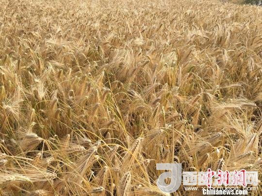 2017年西藏青稞種植面積達210多萬畝，占糧食播種面積的75%。圖為成熟期的青稞?！⊥跤窳?攝
