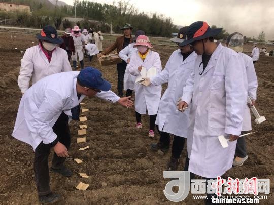 圖為研究員實地調(diào)研青稞生長土壤?！⊥跤窳?攝