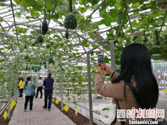 山西省郵政管理局積極推動“一市一品”農(nóng)特產(chǎn)品進城項目。 資料圖 楊杰英 攝