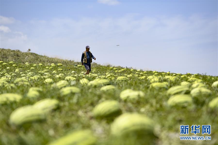 （壯麗70年·奮斗新時代——共和國發(fā)展成就巡禮·圖文互動）（4）生態(tài)美、百姓富——品讀嶄新“寧夏畫卷”