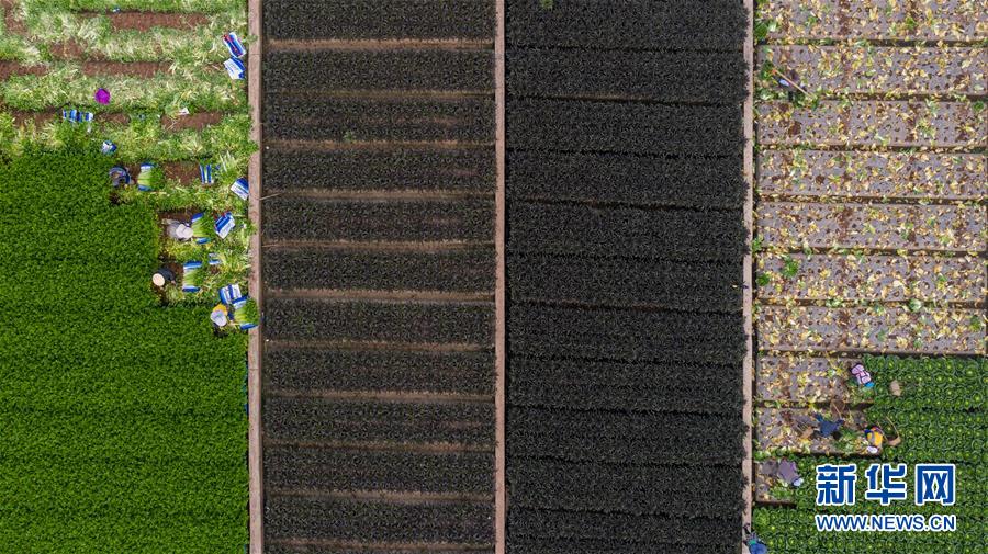 (新華全媒頭條·走向我們的小康生活·圖文互動)(11)綠染云嶺小康路——生態(tài)文明建設(shè)的云南實踐