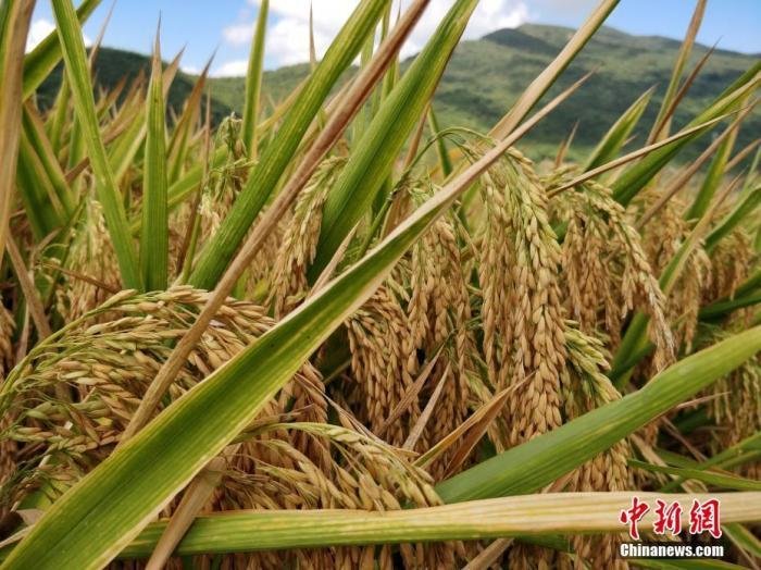 水稻資料圖。<a target='_blank'  data-cke-saved- >中新社</a>記者 王曉斌 攝
